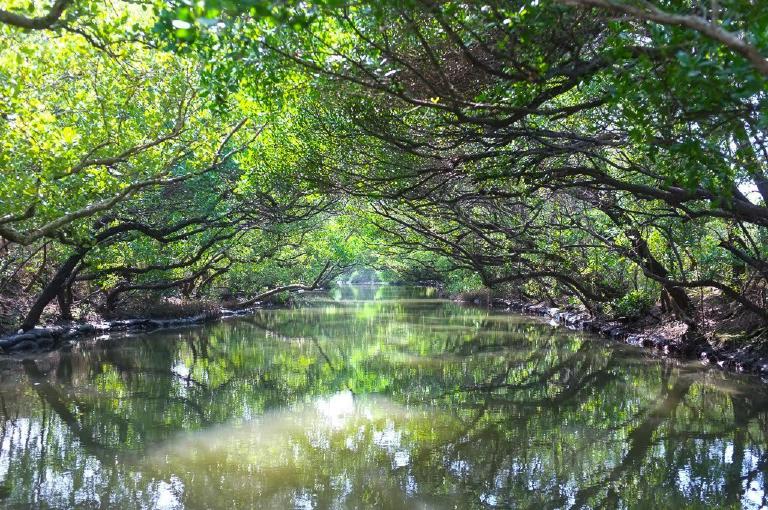 sicao-mangrove-green-tunnel.jpg