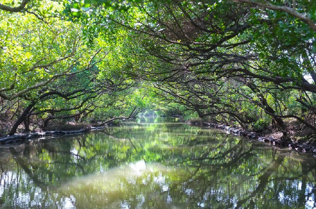 sicao-mangrove-green-tunnel.jpg